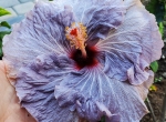 Blue Violet Chinese Hibiscus