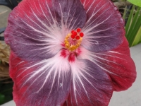 electric-plum-bill-21d09e45f7eebda044f92d52417236fe8eb702f5