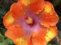 maui-dancer-thomas-5c6fcb6aaee3d59829d1f171bd6445ffa41b7fbb