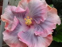 tahitian-princess-day-2-4-7