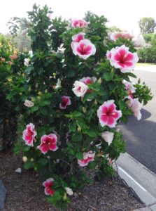 Cindy's Heart Plant