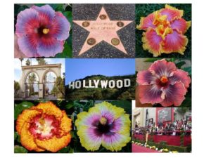 Hollywood Hibiscus