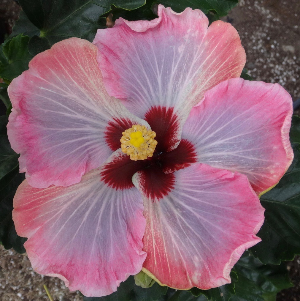 Southern California Hibiscus Society The Incredible New World of Hibiscus