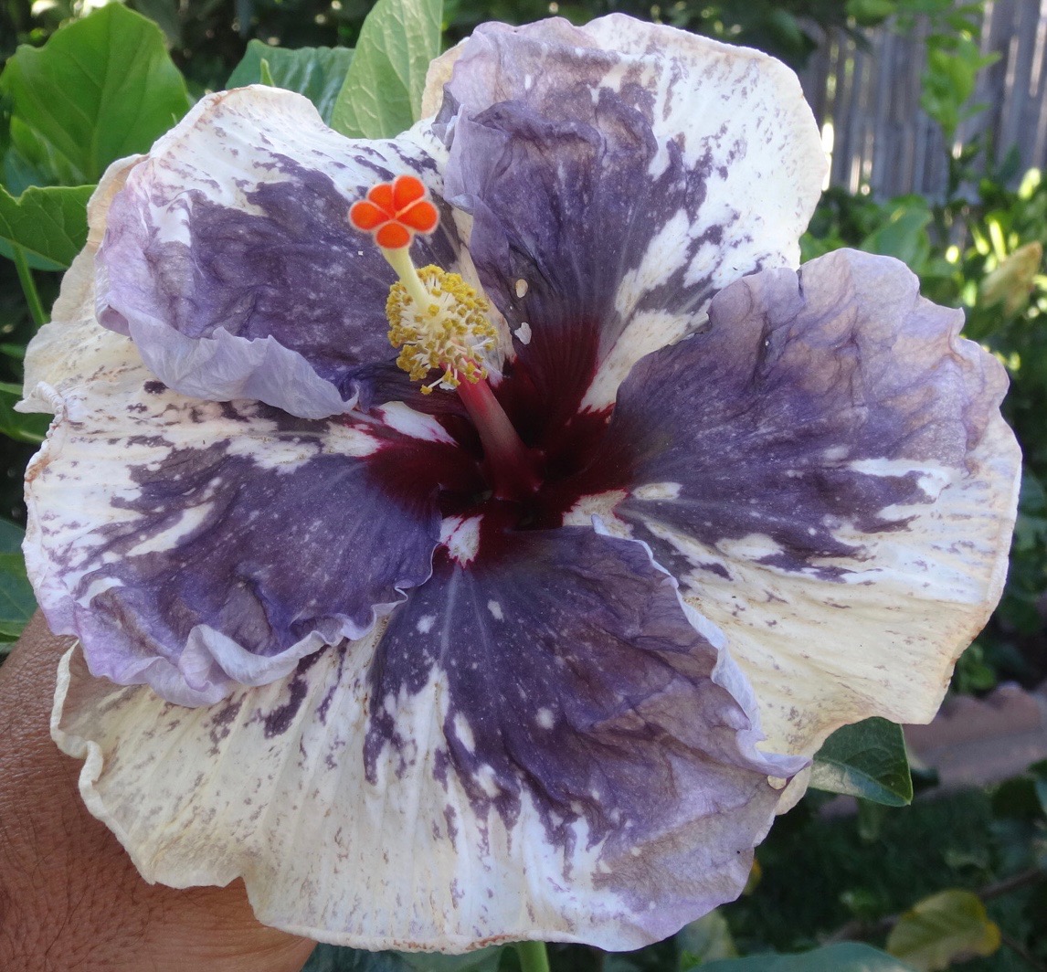 Southern California Hibiscus Society The Incredible New World of Hibiscus