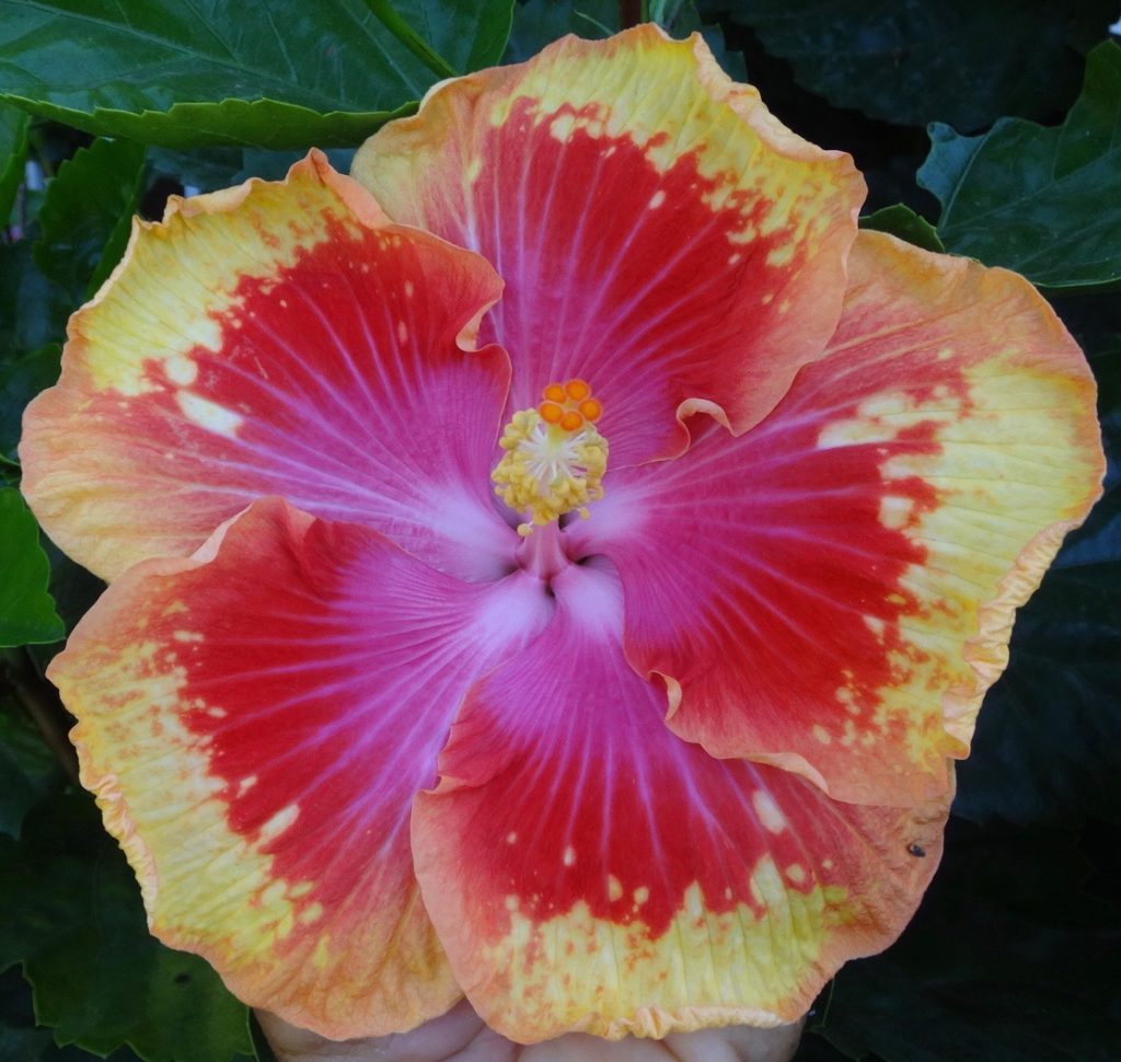 Southern California Hibiscus Society The Incredible New World of Hibiscus