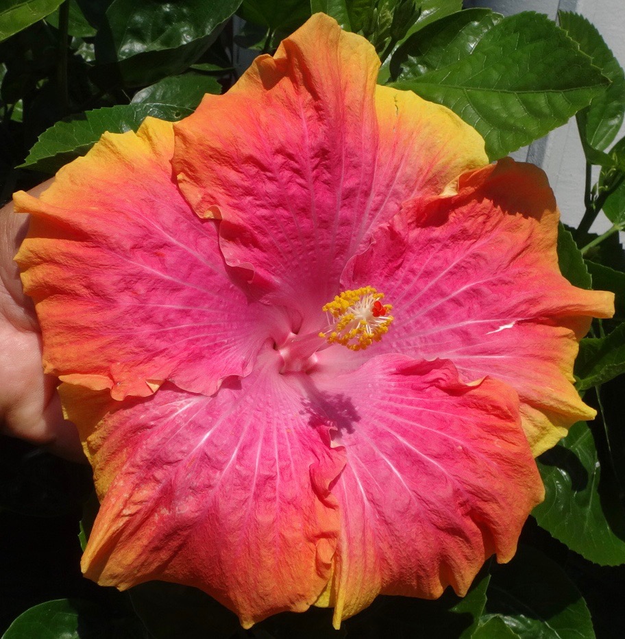 Southern California Hibiscus Society The Incredible New World of Hibiscus