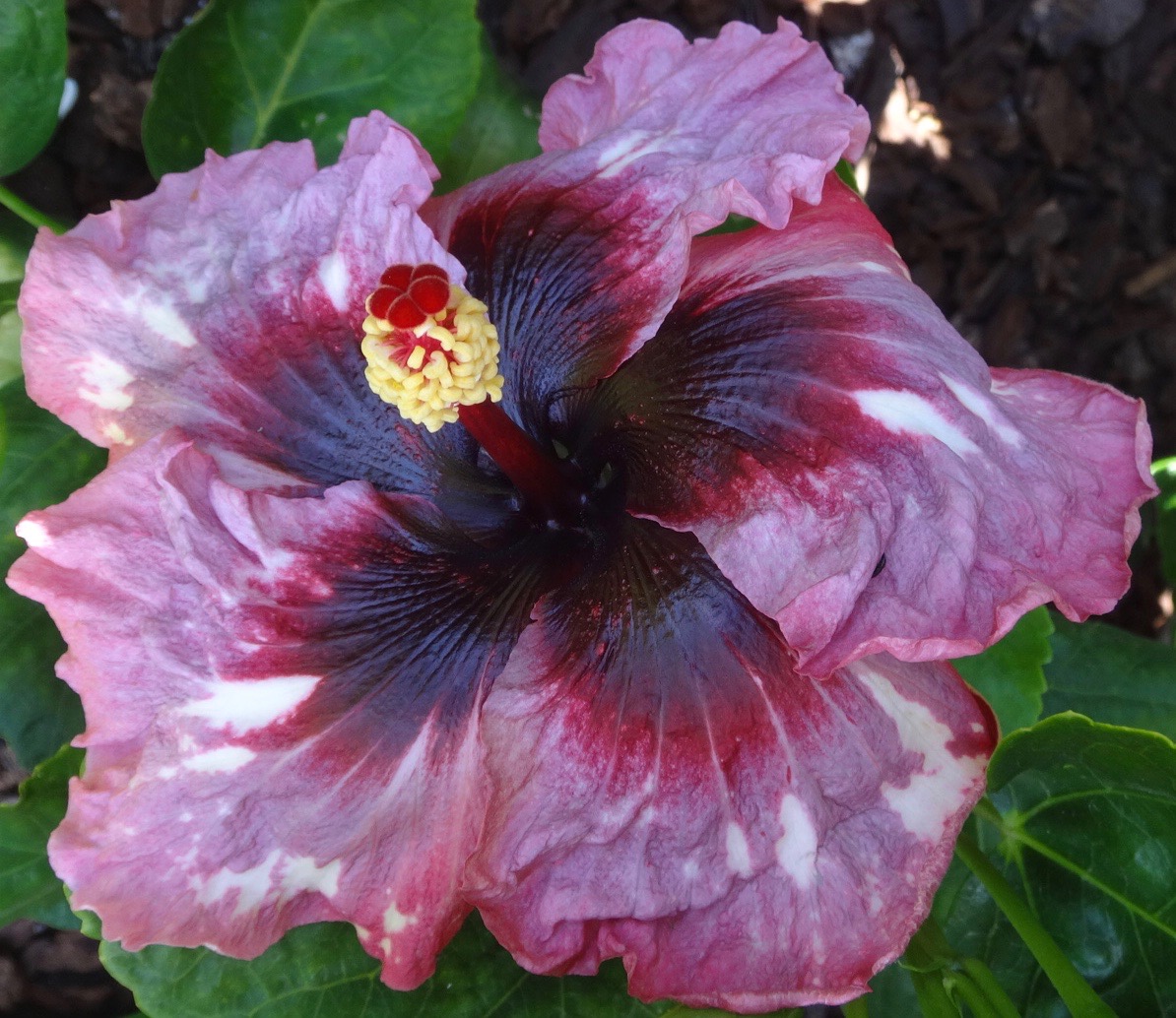 Southern California Hibiscus Society The Incredible New World of Hibiscus