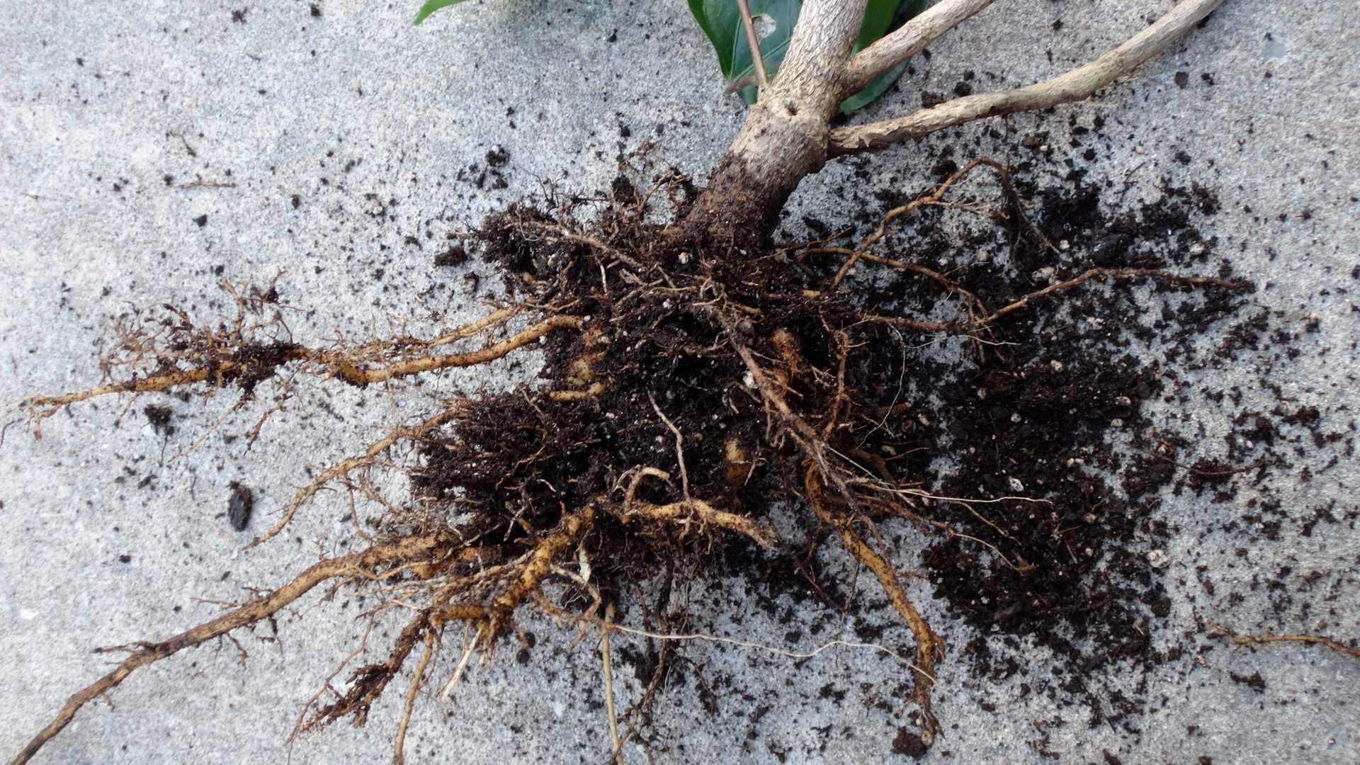 Branch Tip Dieback & Root Rot Southern California Hibiscus Society