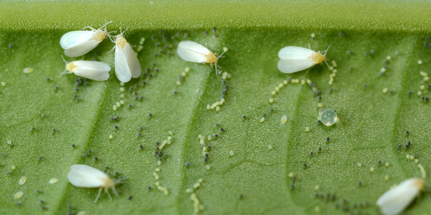 White Flies Southern California Hibiscus Society